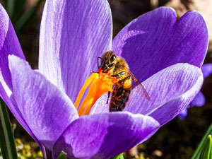 Biene an Krokusblüte